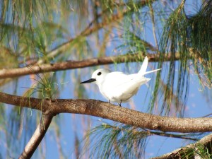White Tern