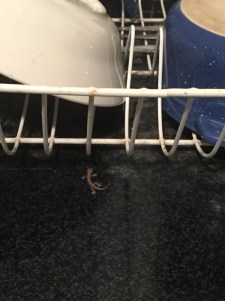 Baby Lizard by the Dishes