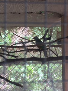 Mariana Fruit Dove in the Aviary