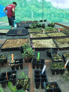 John Looking at Plants