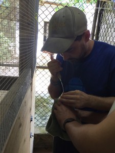 John Tube Feeding the Fruit Dove