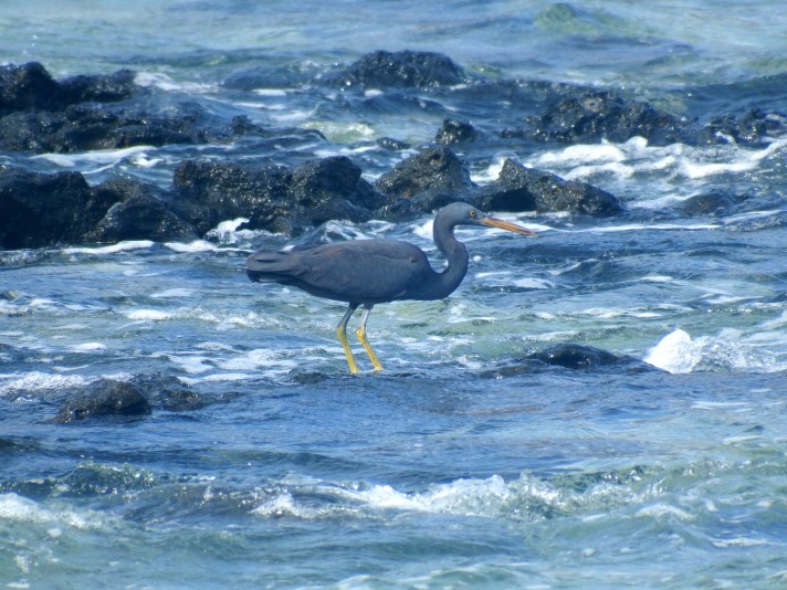 Reef Heron at Forbi